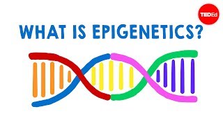 What is epigenetics  Carlos GuerreroBosagna [upl. by Mcleod]