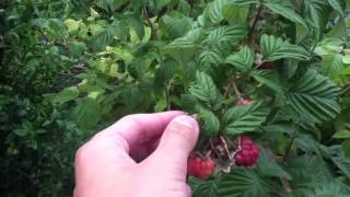 Récolter les framboises  Astuce jardin et potager [upl. by Atilemrac838]