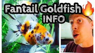 Fantail Goldfish Care amp Tank Setup [upl. by Anaitat]