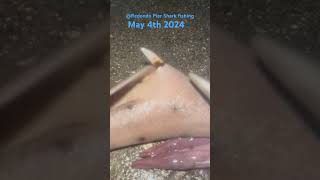 Horn shark at the Redondo Beach pier May 4th 2024 sharkfishing fish redondobeach fishing [upl. by Mauchi]