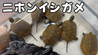 ニホンイシガメの飼育をはじめます！カメ [upl. by Ahsal]