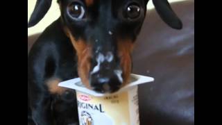 Crusoe Dachshund LOVES Yogurt Cuteness Alert [upl. by Tabib]