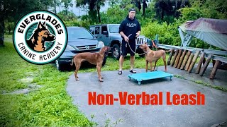 NonVerbal Leash Pressure  Rhodesian Ridgeback  Naples FL [upl. by Annabal232]