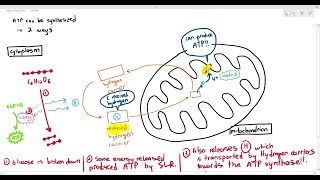 124 The 2 ways ATP is synthesized during Respiration Cambridge AS A Level Biology 9700 [upl. by Reivax966]