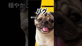 【優しくて飼いやすい】初心者にオススメする優しい小型犬４選 dog 飼いやすい [upl. by Niveg]