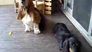 Basset hound wants what Dachshund has [upl. by Haisoj562]