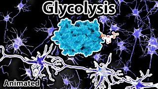 Glycolysis  The splitting of sugar [upl. by Sidnala699]