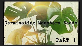 Growing Monstera Deliciosa From Seed  PART 1 [upl. by Phillada]