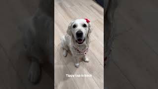 My Dogs Tippy Taps [upl. by Aineles898]