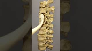 How does a rib articulate with thoracic vertebrae [upl. by Francisca]