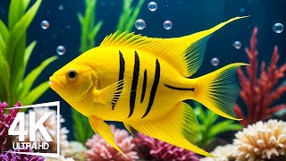 Aquarium 4K ULTRA HD  The Most Beautiful Fish In The World The Ultimate Underwater Escape [upl. by Baten387]