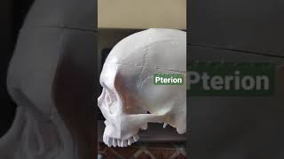 Pterion in Skull draqilshah viralvideos viral anatomy youtubeshorts doctor dr mbbs shorts [upl. by Frantz]