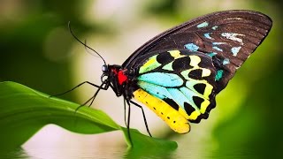 Beautiful Butterflies  relaxing meditation music and nature sounds🦋🦋🦋 [upl. by Neggem]