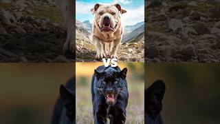 Black panther vs white animal lion tiger polar bear leopard  blackpanther lion tiger leopard [upl. by Almeeta]