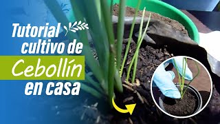 Cultivo de CEBOLLÍN y desde SEMILLA hasta su COSECHA [upl. by Ihdin892]