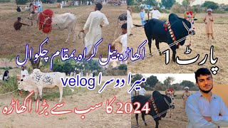 My second Vlog Bull race Dina Akhara Jhelum Bull race chakswari [upl. by Eiaj]