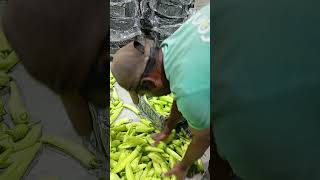 chili pepper export romania shortsfeed farmerslife agriculture viralvideo fruit [upl. by Geraint]