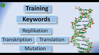 Training der Keywords für Transkription Translation Mutation und DNAReplikation auch für IB Bio [upl. by Lenod]