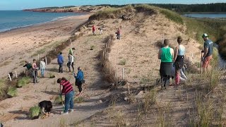 Sand dune restoration in PEI National Park [upl. by Velick]