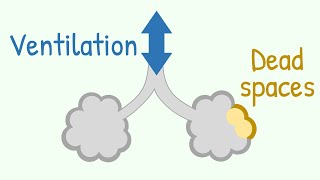 Ventilation amp Dead Spaces in Respiratory Tract [upl. by Hwu]