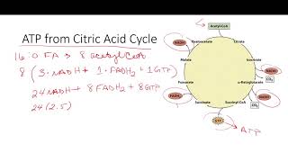 Calculating ATP from Beta Oxidation of Fatty Acids [upl. by Enois779]