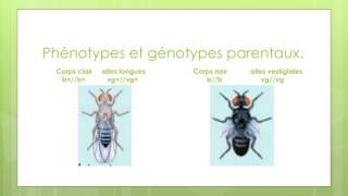 brassage intra chromosomique [upl. by Parrott]