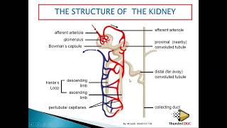 Structure of a NEPHRON grade 11 life sciences M SAIDI 2022 [upl. by Uolymme517]