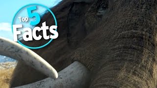 Top 5 Facts about Mammoths [upl. by Adnalor943]