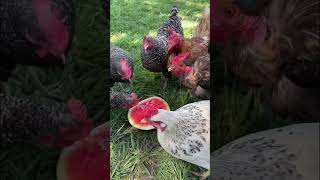 the chicken craves watermelonanimals cute viralvideo [upl. by Albina222]