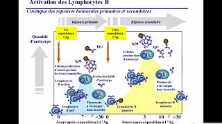 19 Differenciation et activation des lymphocytes B I 16dec08 3 [upl. by Hahnert]