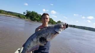 Trotline Fishing for Catfish  Catfishing with Bluegill and Cut Bait  Missouri River 2016 [upl. by Ruhl]