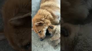 Mother love cute puppy kiss his mother youtubeshorts trending cuteanimels [upl. by Eugine]