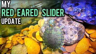 My Red Eared Slider Turtle Update  Imrans World [upl. by Annoeik]