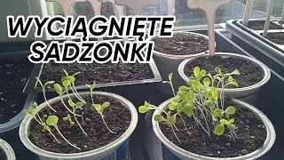 🌿 WYBUJAŁE SADZONKI sposoby na wybujałe sadzonki co jest przyczyną jak temu zapobiec🌿 [upl. by Burnside]