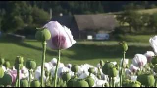 Mohn  Blume des Schlafs Teil 2 [upl. by Anialeh997]