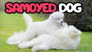 🐶 SAMOYED DOG GUIDE  Everything about Samoyeds [upl. by Ihab]