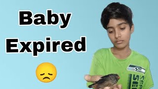 FINCHES KA BABY EXPIRED 😞 HO GYA  HUZAIFA VLOGS [upl. by Aryam]