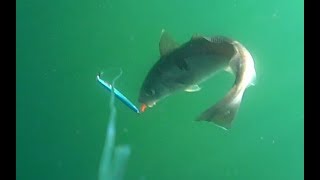 Haddock eats metal jig while fishing for cod [upl. by Saitam]