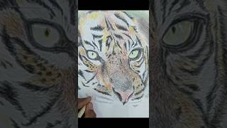 DRAW TIGER drawing coloring tiger art short [upl. by Dempster]