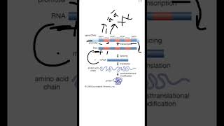 Intron and Exons biology students science neet youtubeshorts [upl. by Rabi573]