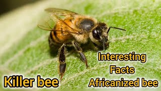 Killer Bee Facts 10 facts about africanized Honey Bees  How to identify africanized bees Killer [upl. by Yartnoed]