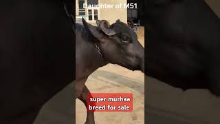 M 51 की बेटी बिक्री के लिय संपर्क करे जल्दी Dr sumit vet solutions आपकी सेवा में [upl. by Nochur]