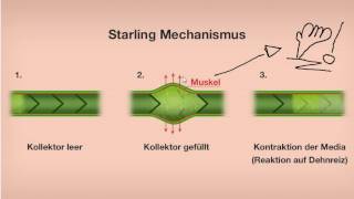 Starling Mechanismus Manuelle Lymphdrainage [upl. by Miki]