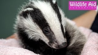 Badger cubs having a good scratch [upl. by Fidela569]