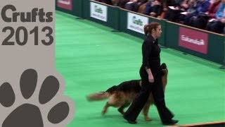 Obedience Dog Championships  Day 3  Crufts 2013 Jenny Gould amp Zakanja Bitter N Twisted [upl. by Hospers]