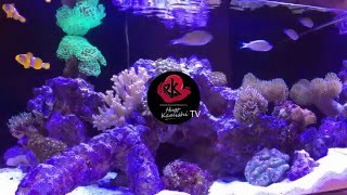 Hugo Kamishi MiTank Marine Acrylic Aquarium [upl. by Salb]