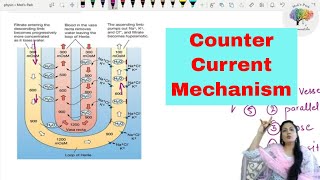 Counter Current Mechanism [upl. by Ainahpets]