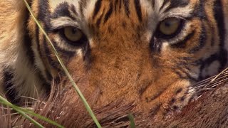 Rare Tiger vs Boar Fight  BBC Earth [upl. by Senalda162]