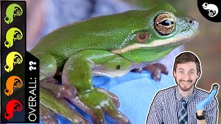 Green Tree Frog The Best Pet Amphibian [upl. by Arabrab]