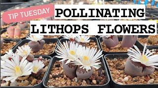 POLLINATING LITHOPS FLOWERS 🌼🌱💖 [upl. by Stolzer]